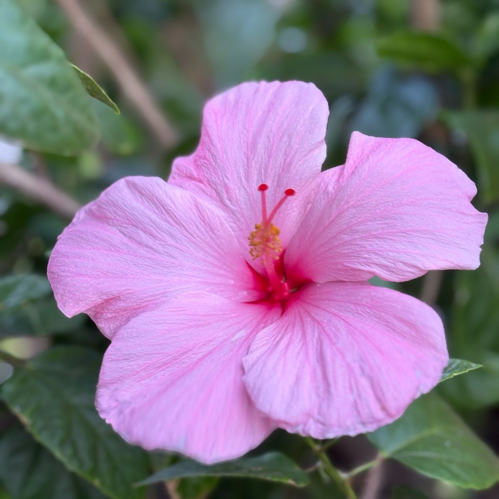 Meet your Posher, Alecia